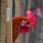 En Austria un gallo es condenado en apelacion por su canto