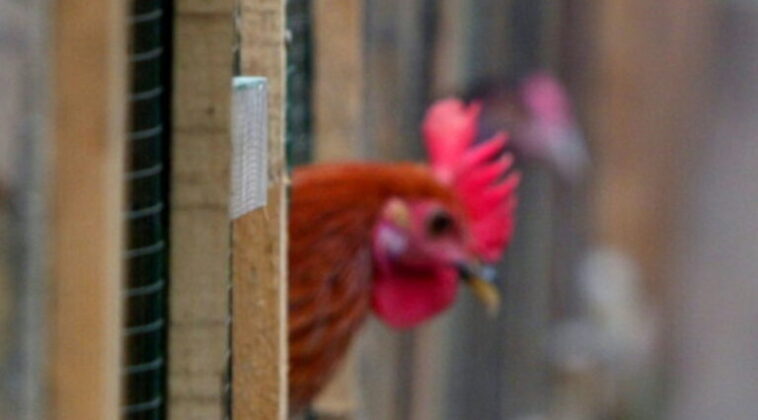 En Austria un gallo es condenado en apelación por su canto