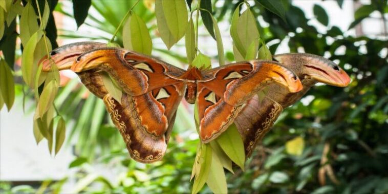 Twitter trae una nueva ilusión óptica, ¿mariposa o serpiente?