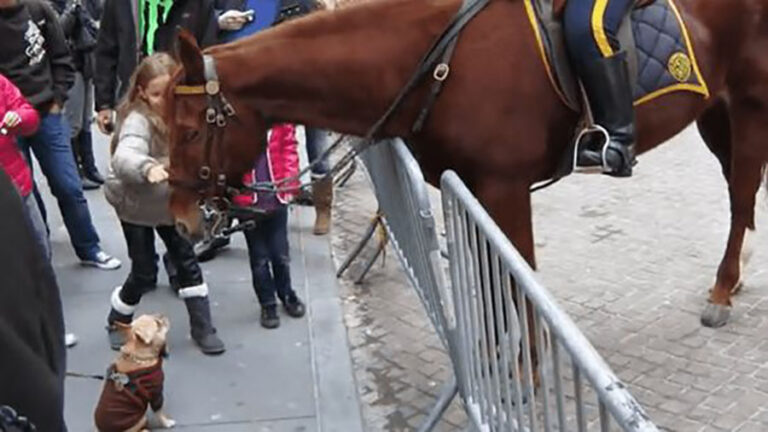 perro bulldog y caballo policía amigos durante protestas