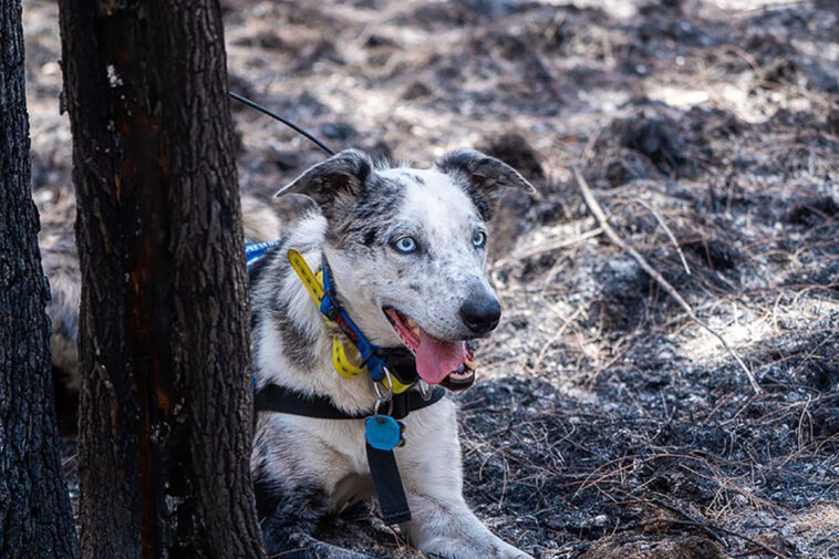 perro rescata koalas