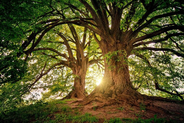 Cómo el ADN de un árbol llevó a un hombre a la cárcel