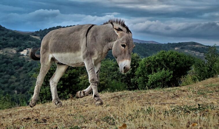 un burro huyendo de restaurante chino