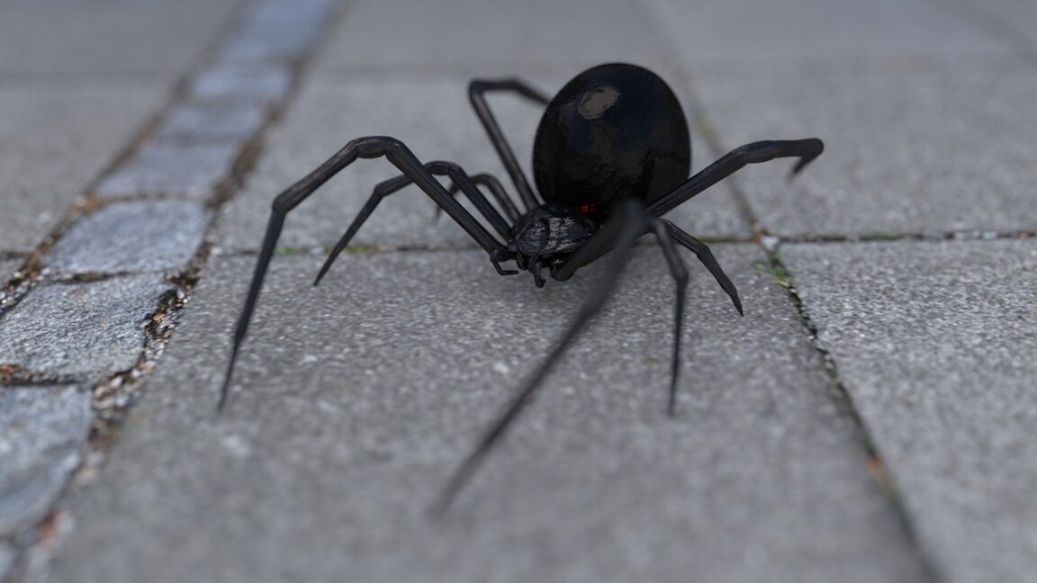Una pareja encuentra en su baño una enorme araña falsa viuda negra con lo que parecía ser un «cráneo en su espalda»
