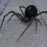 Una pareja encuentra en su baño una enorme araña falsa viuda negra con lo que parecía ser un «cráneo en su espalda»