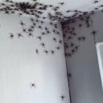Mamá sorprendida al ver docenas de arañas en la habitación de su hija