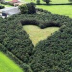 Un hombre planta 6.000 árboles para honrar a su esposa muerta: las fotos revelan el motivo