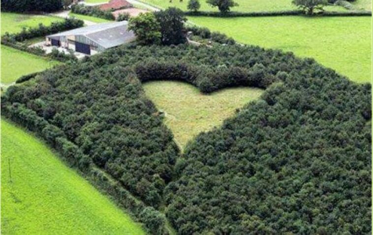 Un hombre planta 6.000 árboles para honrar a su esposa muerta: las fotos revelan el motivo