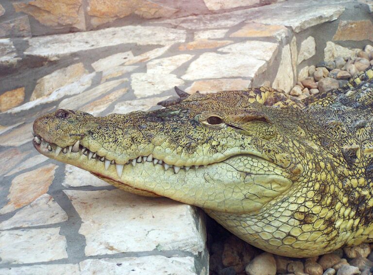 Australia: un caimán enloquecido por aparearse es aislado