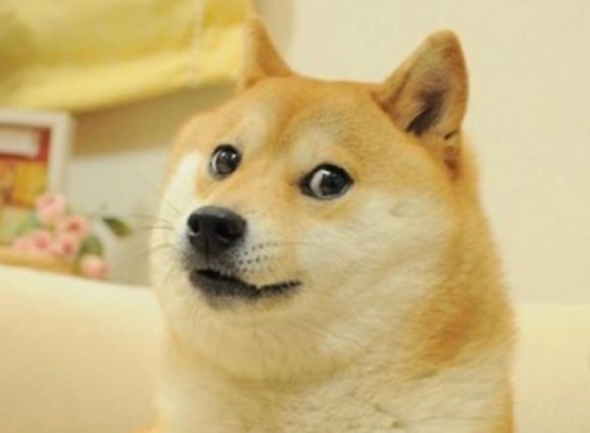 El perro Shiba Inu del meme cumple 16 años y su celebración se vuelve viral
