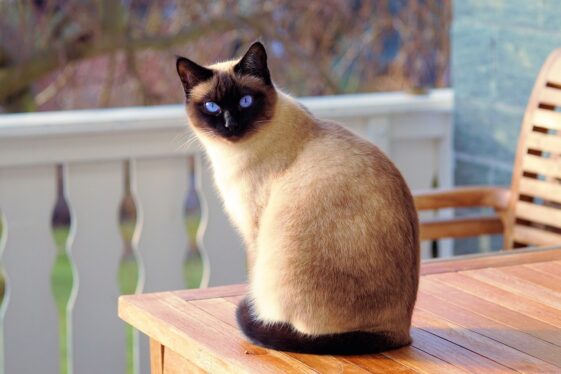 gato apaga alarma teléfono móvil