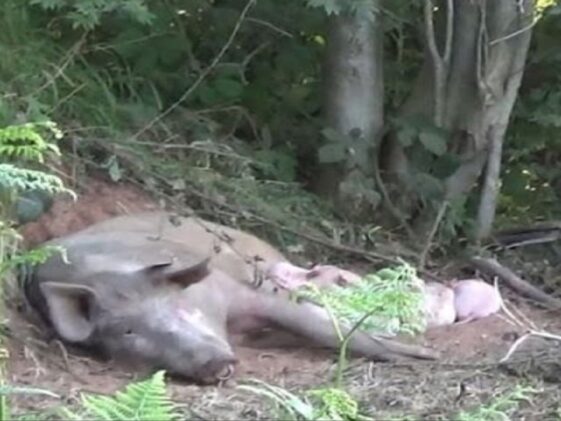 Una cerda preñada se escapa de una granja industrial para dar a luz en un lugar seguro