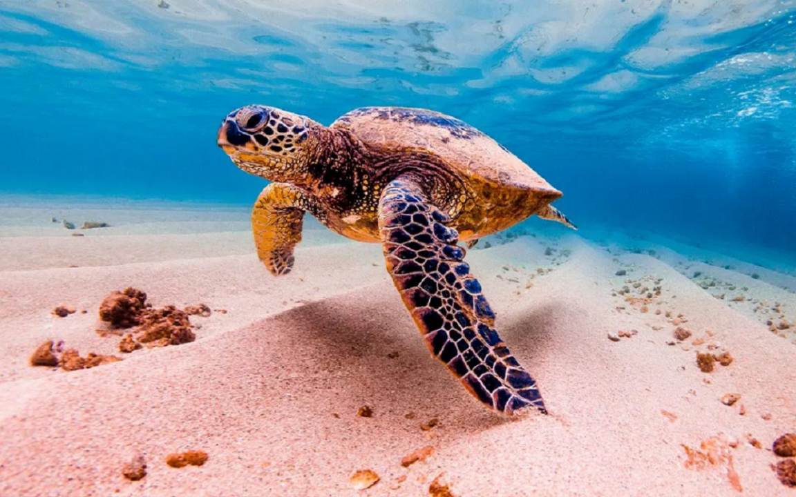 Cientos de tortugas marinas aparecen muertas en México