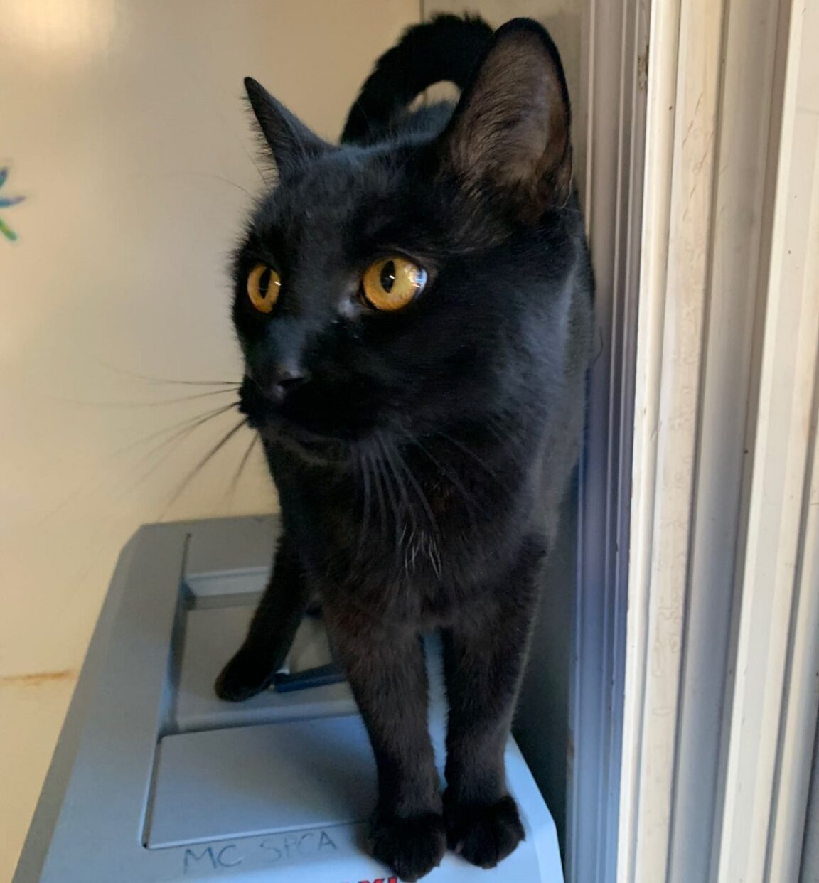 Un gato negro fue encontrado