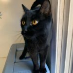 Un gato negro fue encontrado