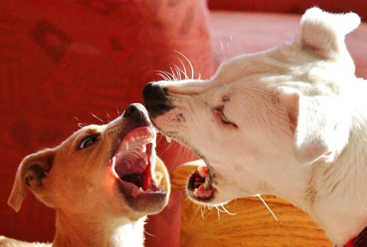 niño es atacado por dos perros