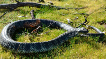 un gato salvó a su dueño de serpiente