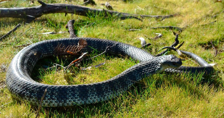 un gato salvó a su dueño de serpiente