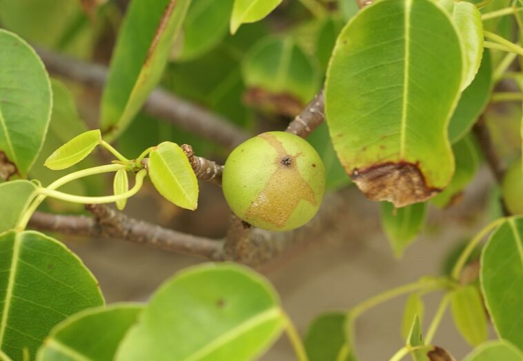 Este es el ‘árbol de la muerte’: considerado el más peligroso del mundo