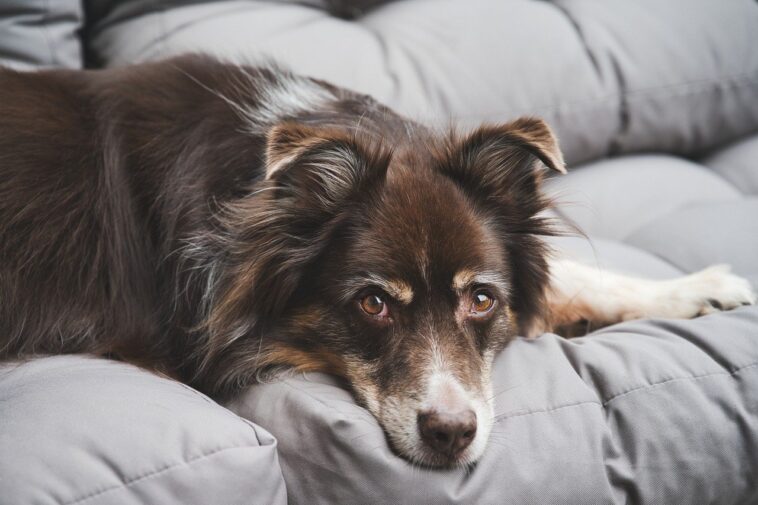 En TikTok, un perro es famoso porque camina como un humano