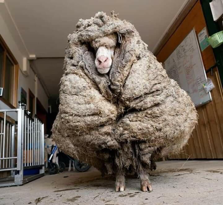 oveja 35 kilos de lana
