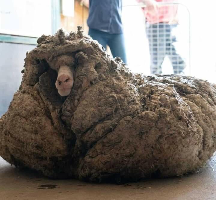 oveja 35 kilos de lana