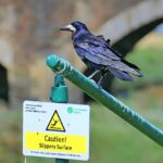 El excremento de un bando de pájaros deja sin luz a una ciudad de Suecia