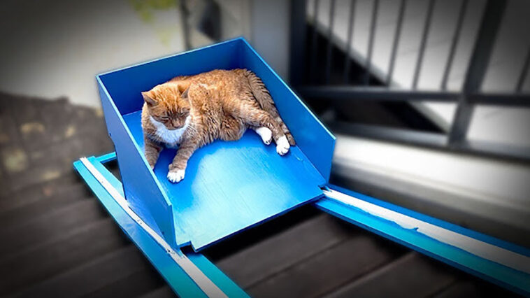 YouTuber construyó un ascensor para su gato