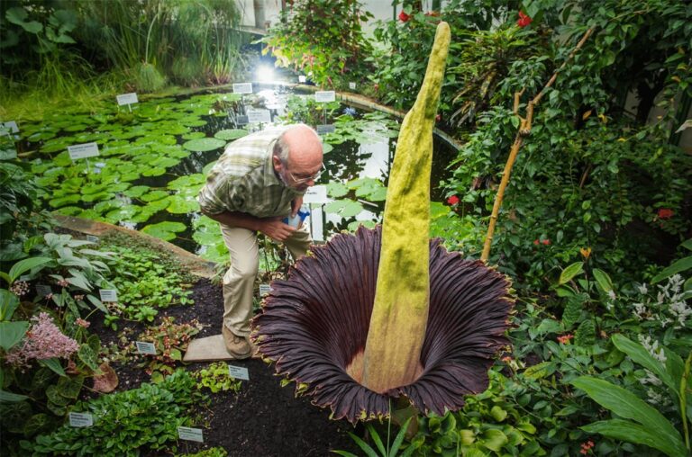 planta cadáver