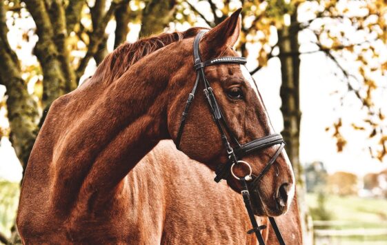 Un caballo se despide en el funeral de su dueño: eran inseparables 