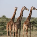 giraffes g59468fca7 1280