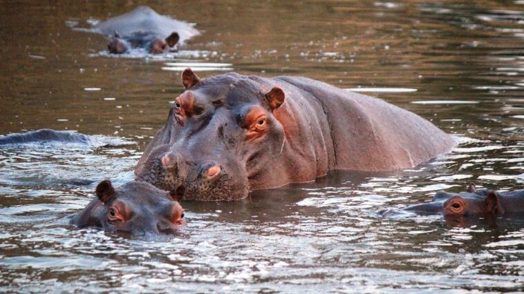 Anticonceptivos para hipopótamos, un plan para evitar el aumento de la plaga