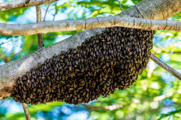 Brasil: un hombre escapa de un enjambre tirándose al rio y es atacado por pirañas