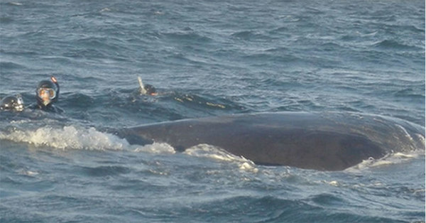 un buceador salva a ballena jorobada