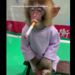 un mono fuma cigarrillo en china