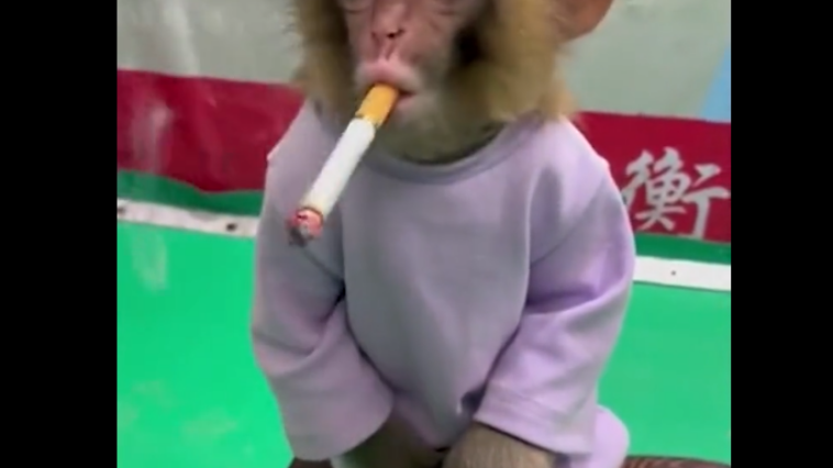 un mono fuma cigarrillo en china