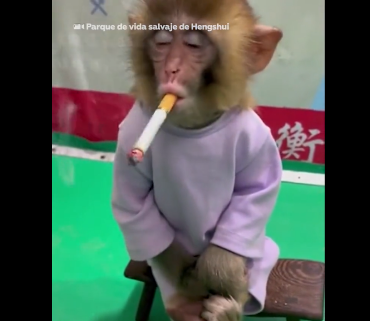 un mono fuma cigarrillo en china