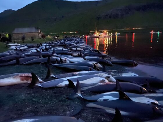 Islas Feroe: revisará la caza anual de delfines tras la protesta mundial