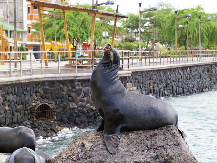 Un enorme león marino salta a una embarcación en Washington