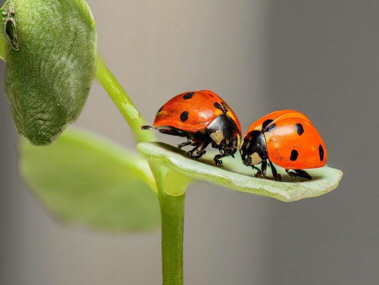 Parecen mariquitas normales: te sorprenderá descubrir la verdad