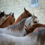Australia: el gobierno pronto podrá autorizar la matanza de 10.000 caballos salvajes