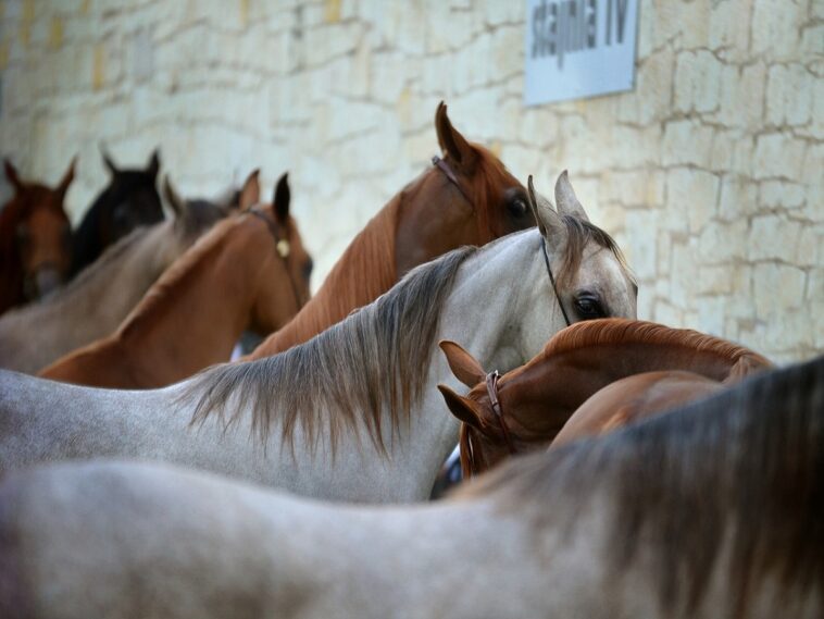 Australia: el gobierno pronto podrá autorizar la matanza de 10.000 caballos salvajes