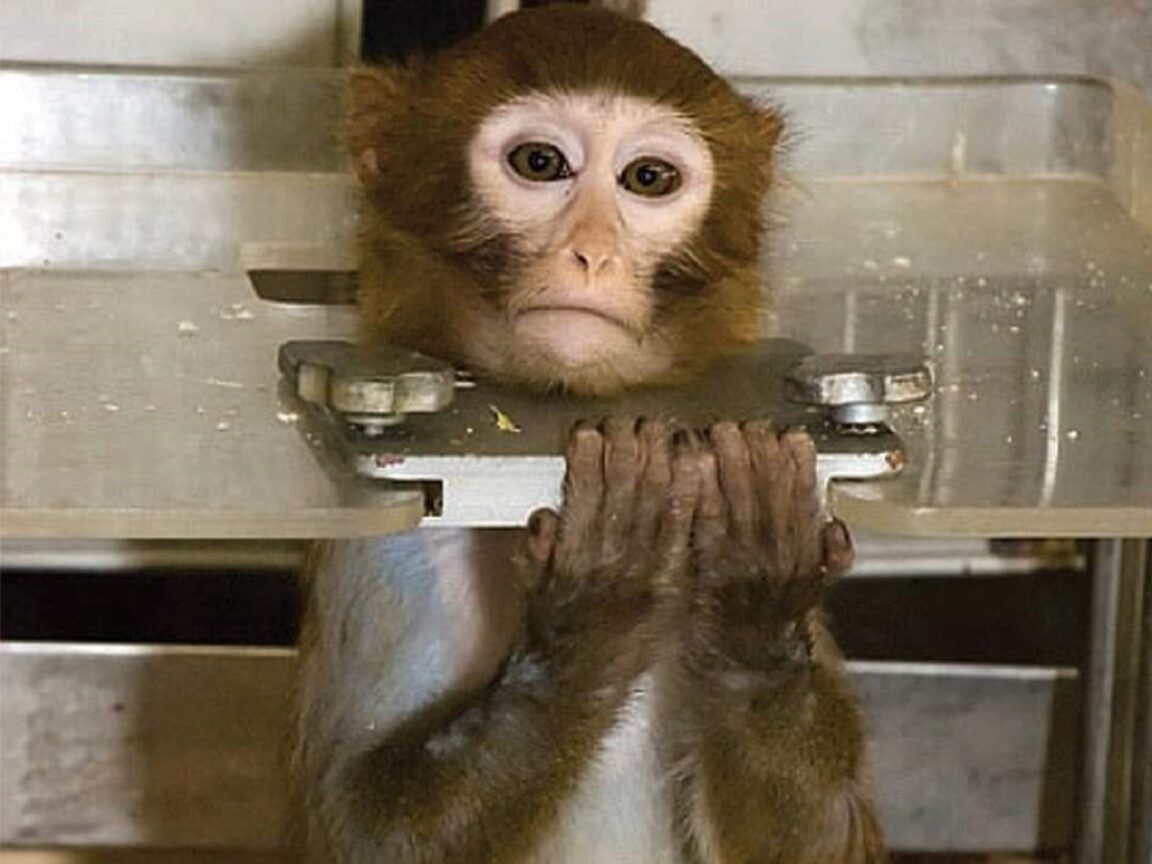 monos grita laboratorio