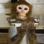 Monos gritan debido a terribles experimentos en laboratorio
