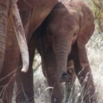 Indonesia: muere una cría de elefante al perder su trompa en un cepo