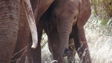 Indonesia: muere una cría de elefante al perder su trompa en un cepo