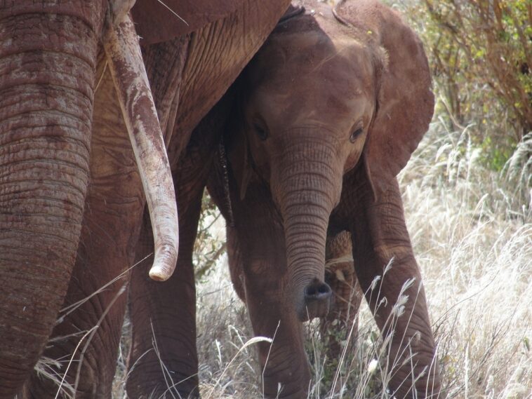 Indonesia: muere una cría de elefante al perder su trompa en un cepo