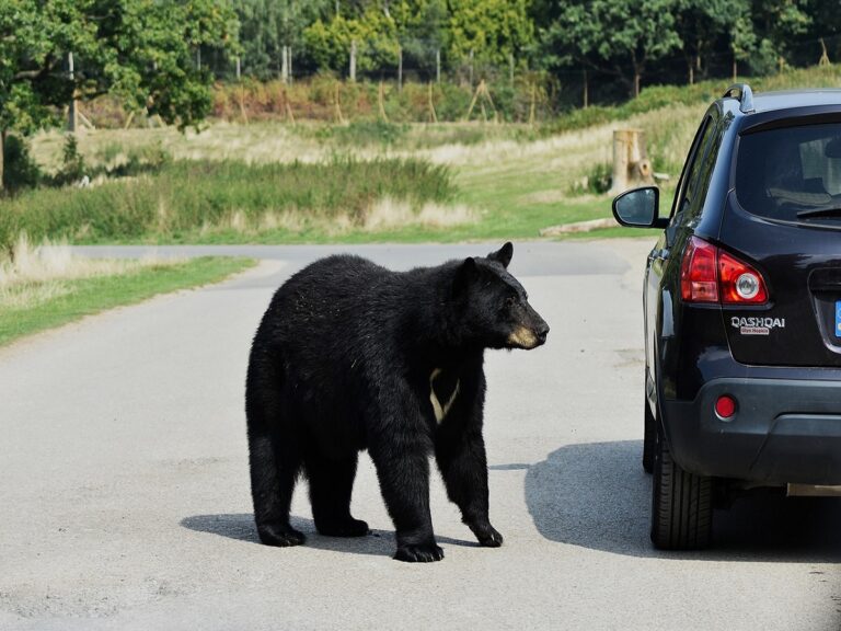 Un oso negro irrumpe en una boda, el vídeo se vuelve viral en las redes sociales