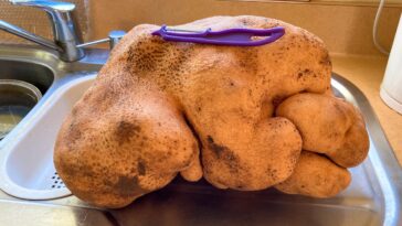 Nueva Zelanda: hallan una patata récord que pesa casi 8 kilos