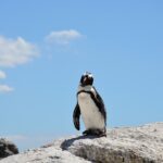 Un pingüino recorre 3.000 km y llega a Nueva Zelanda rescatado en la playa